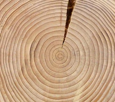 Baumschnitt